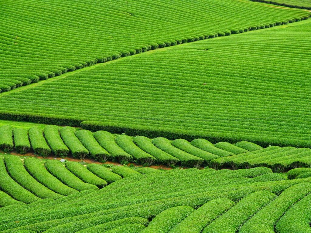 Lush green tea fields with captivating abstract patterns in an outdoor rural landscape.