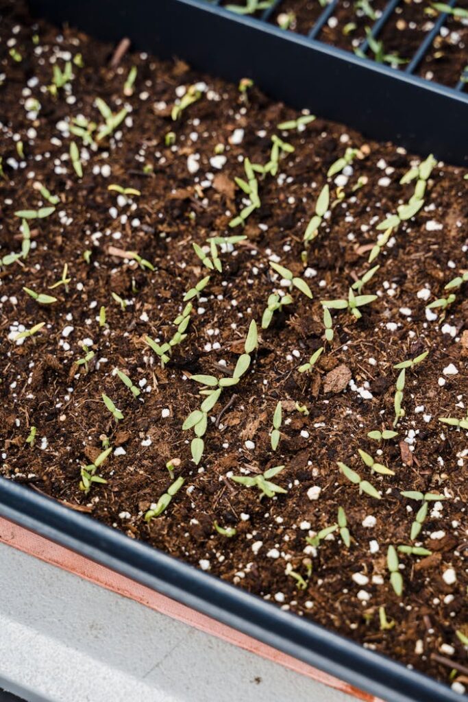 Close-up of small seedlings sprouting in a rectangular container.