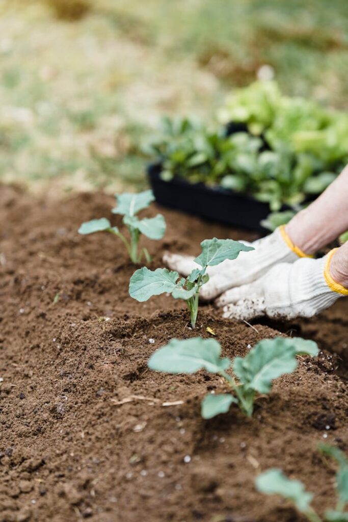 Close-up of gardener's hands planting seedlings in rich soil, promoting green gardening.