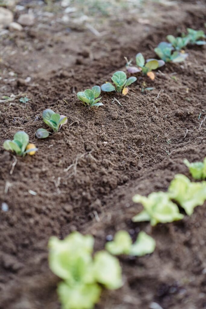 High angle rows of verdant seedlings growing in soil on sunny day in soft focus