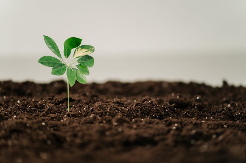 Vibrant green young plant growing in rich soil, symbolizing growth and hope.